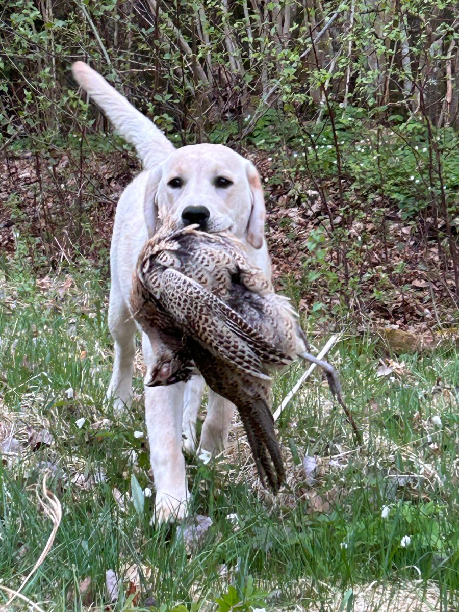 SE VCH Berntssons Hollies Electra