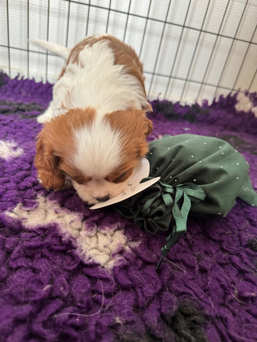 Cavalier King Charles Spaniel