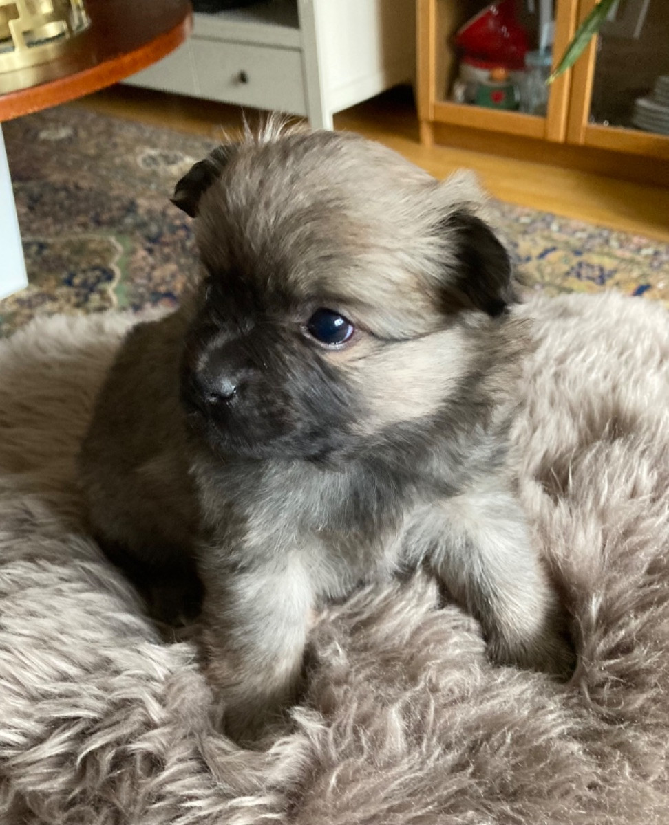 Kicki Rolfdotter