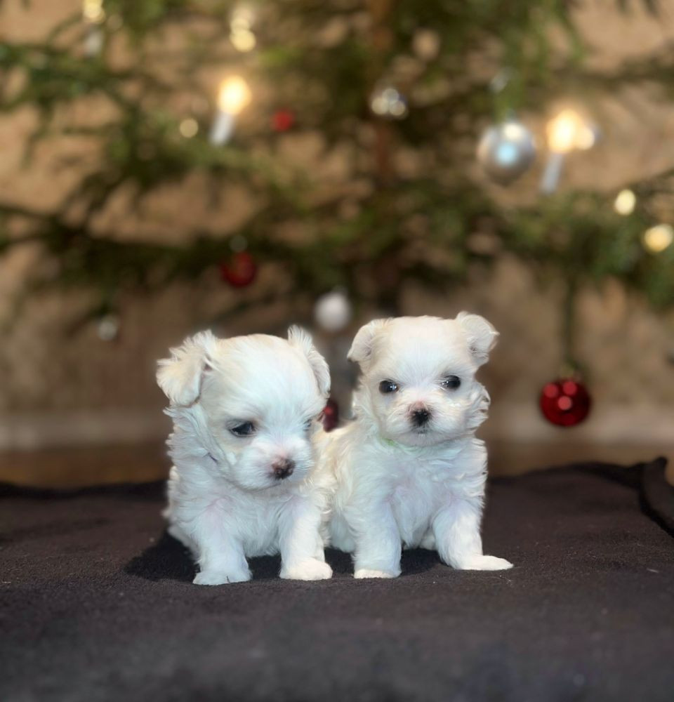 Puppies paradise
