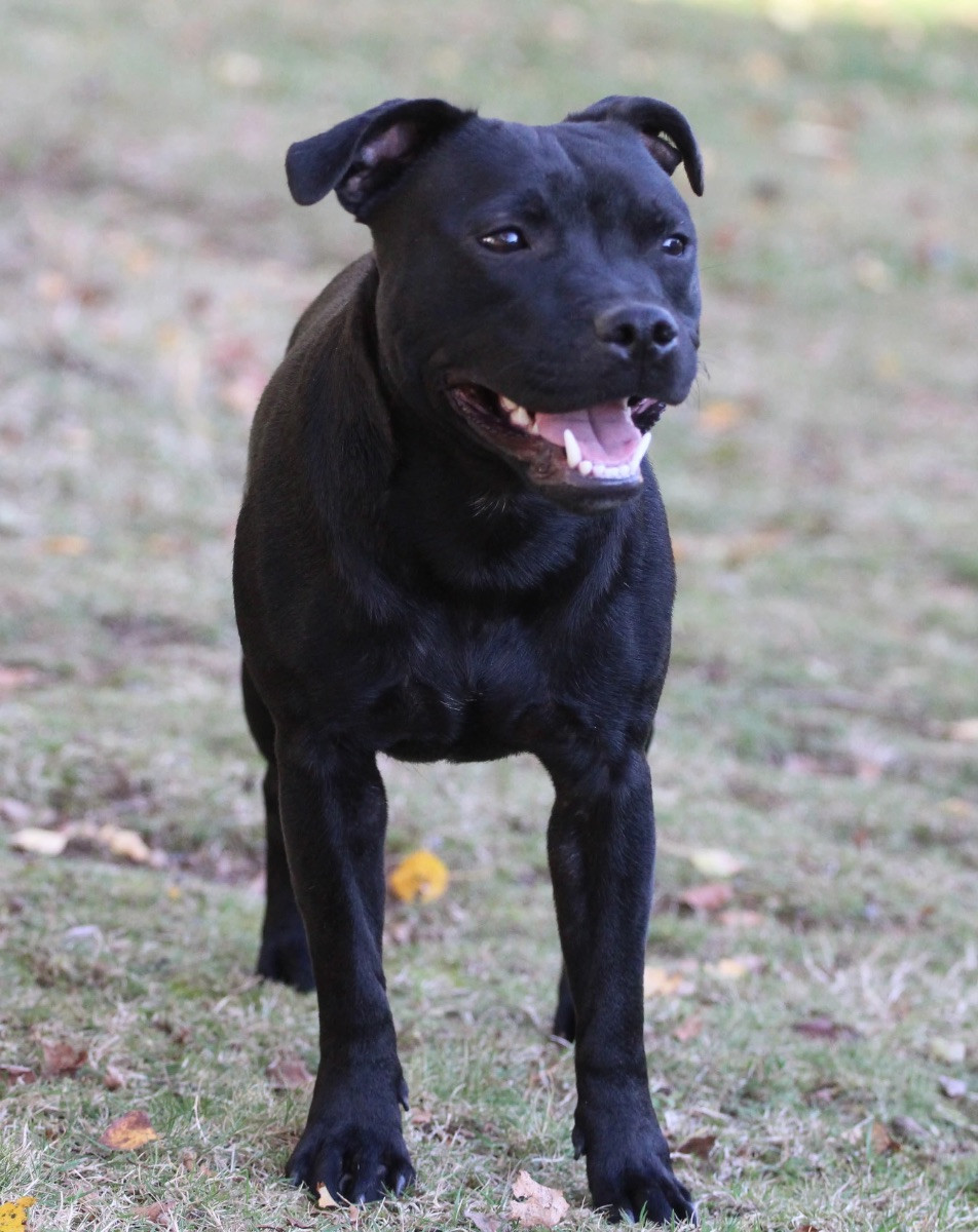 Tattmans kennel
