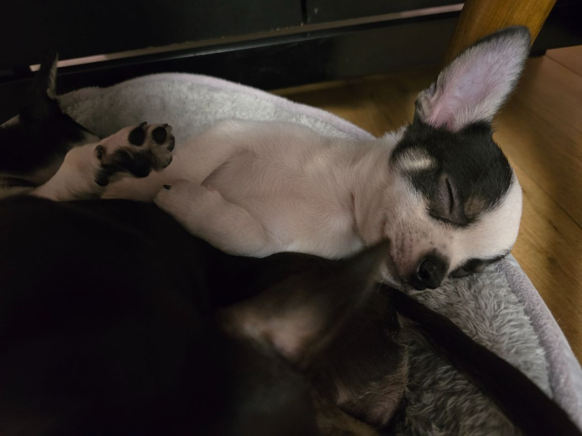 Millieen's kennel