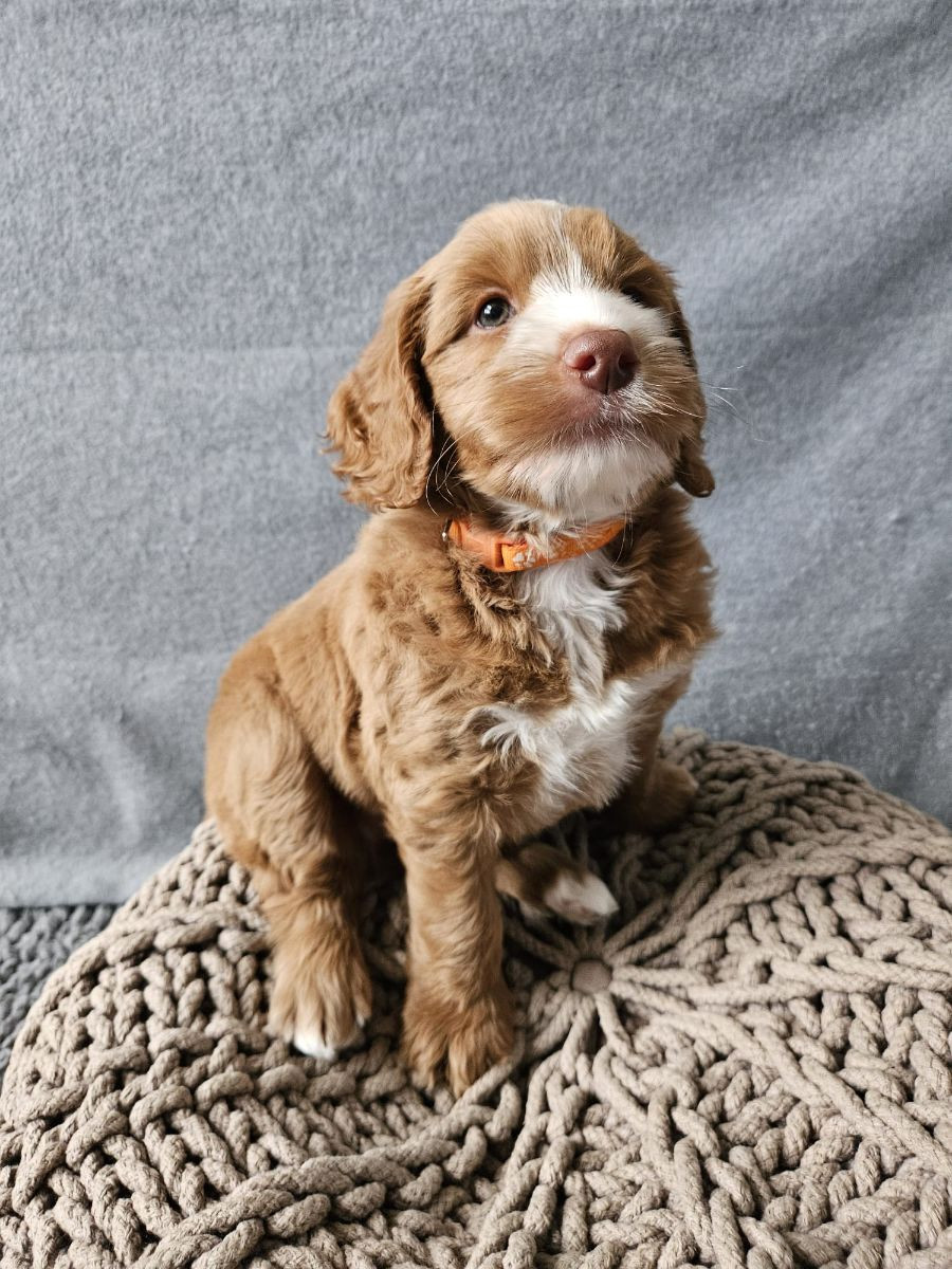 Labradoodle på foder
