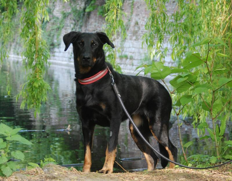Beauceron