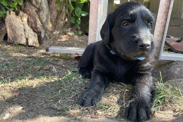 Flat Coated Retriever