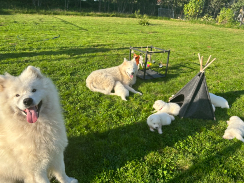 Samojedhund