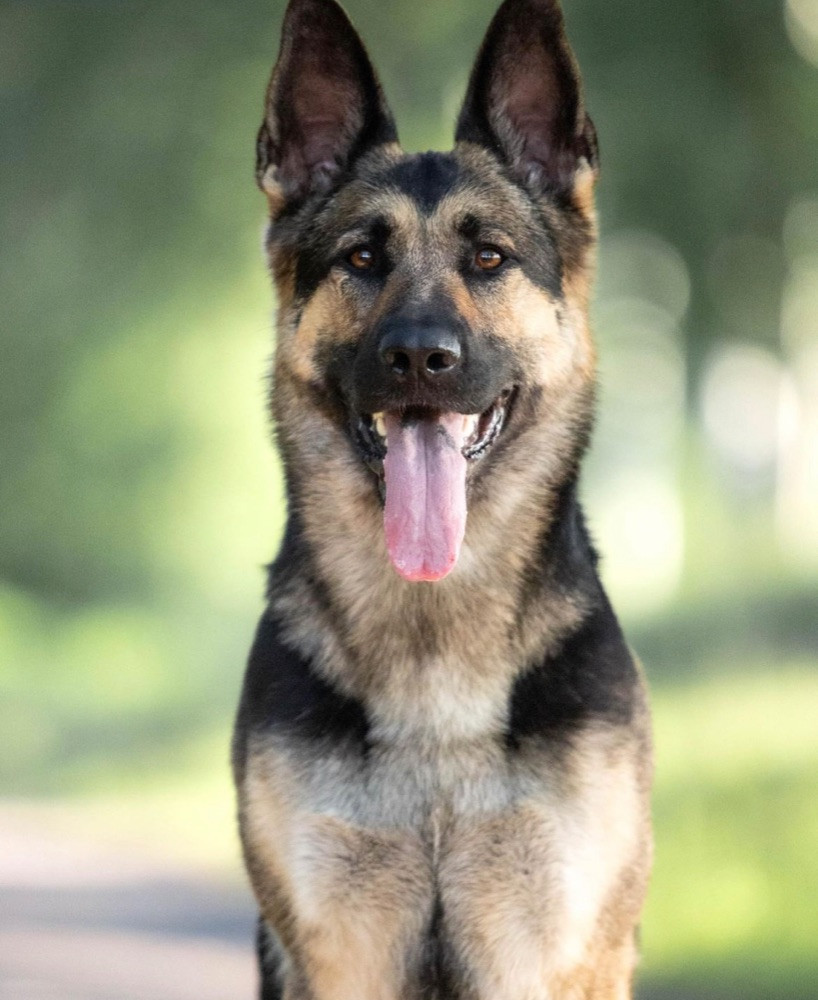 Schæferhund