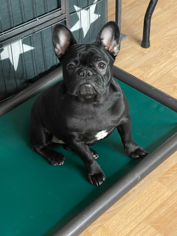 Los Dinegro's kennel