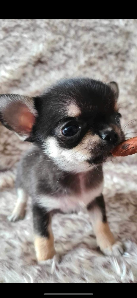 Mini chipette