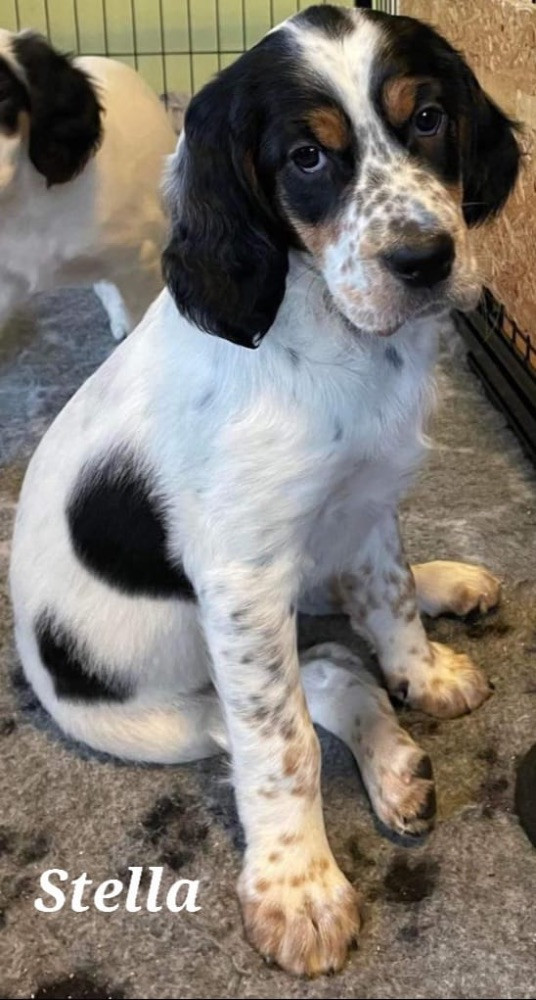 Engelsk setter