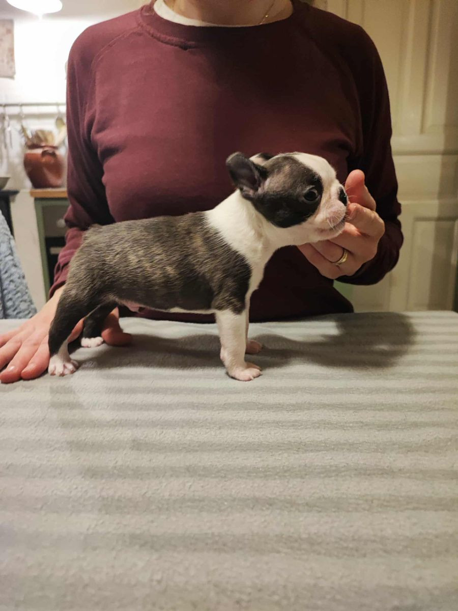 Bostonterrier