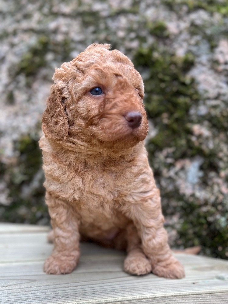 Isadoras Pudel och Cockerpoo