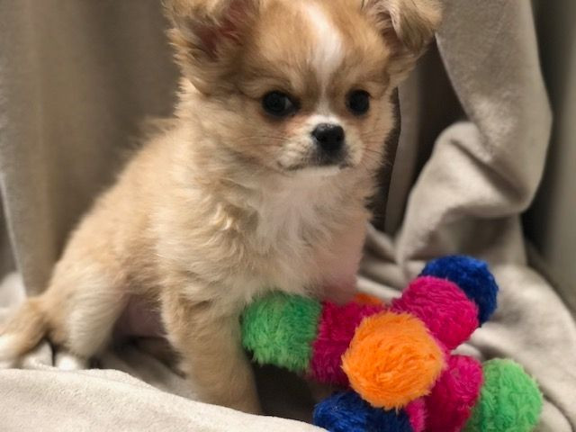 Fluffers