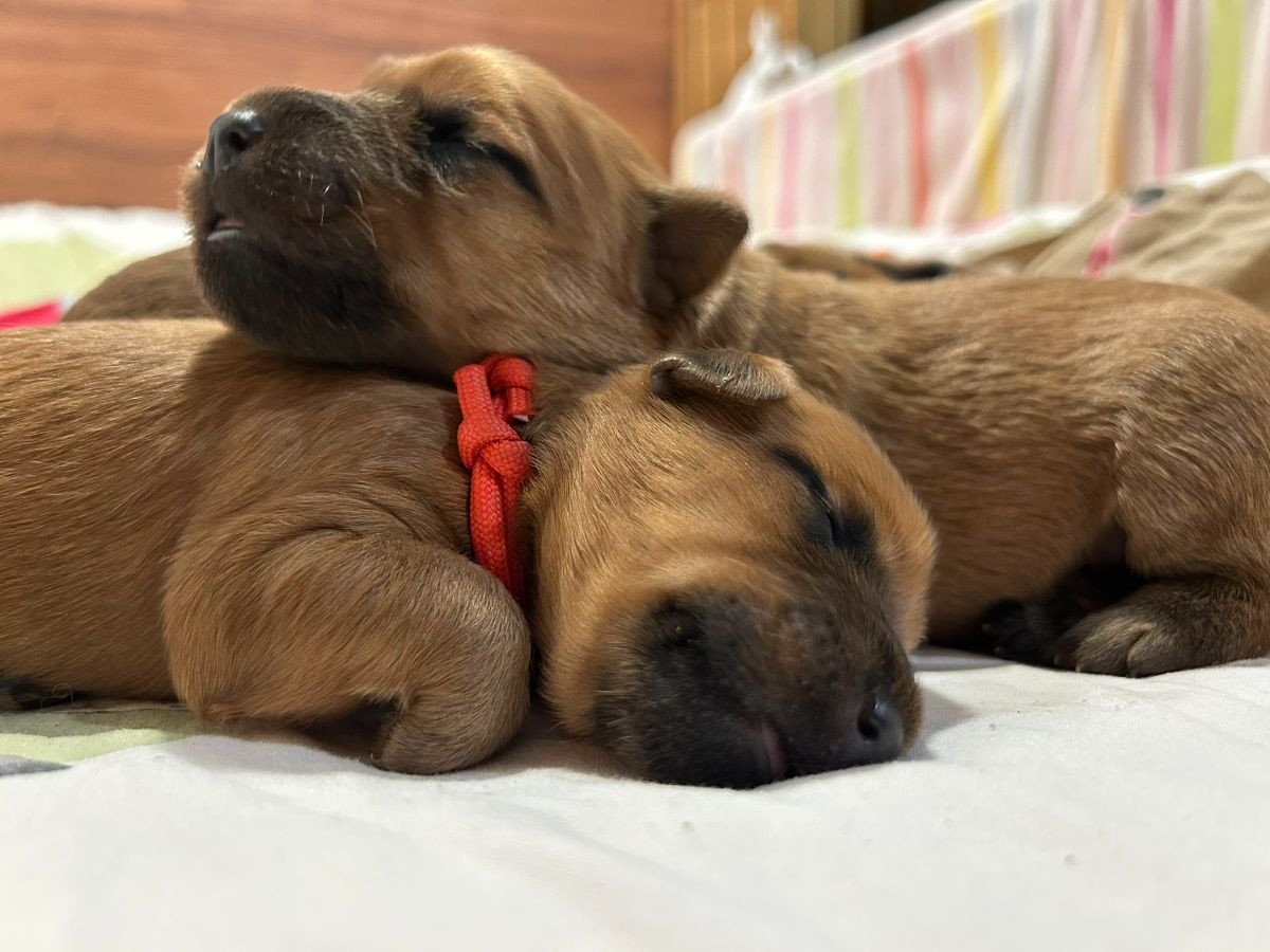 Coredogs