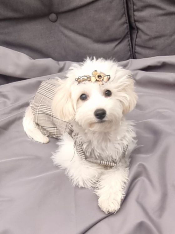 Maltipoo