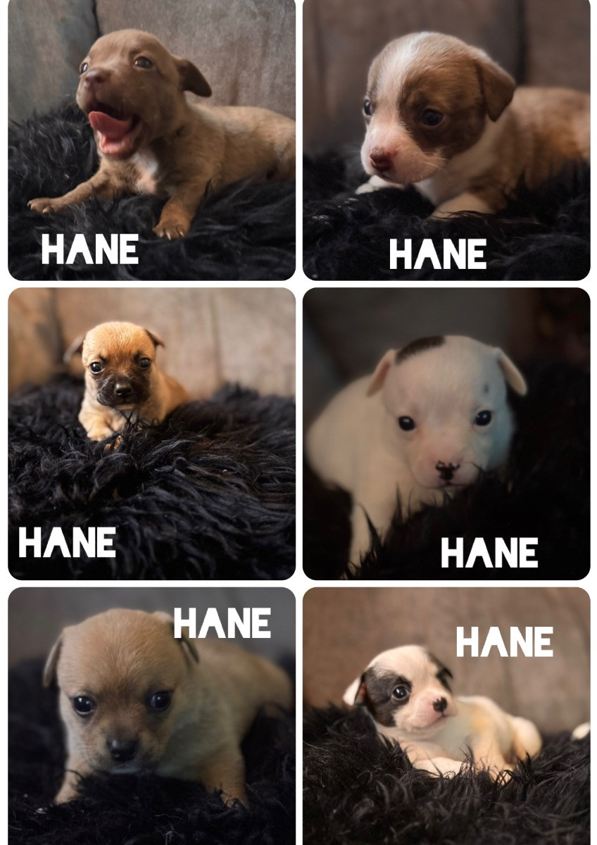 Bully/chihuahua · 2025-11-11 · Trosa · Anette S.