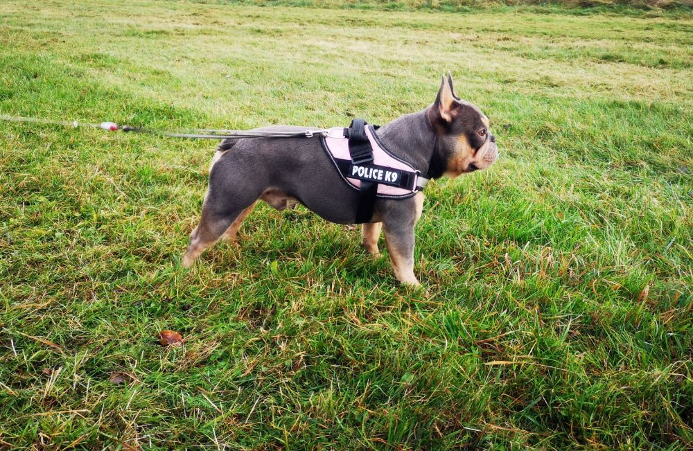 French Bulldog