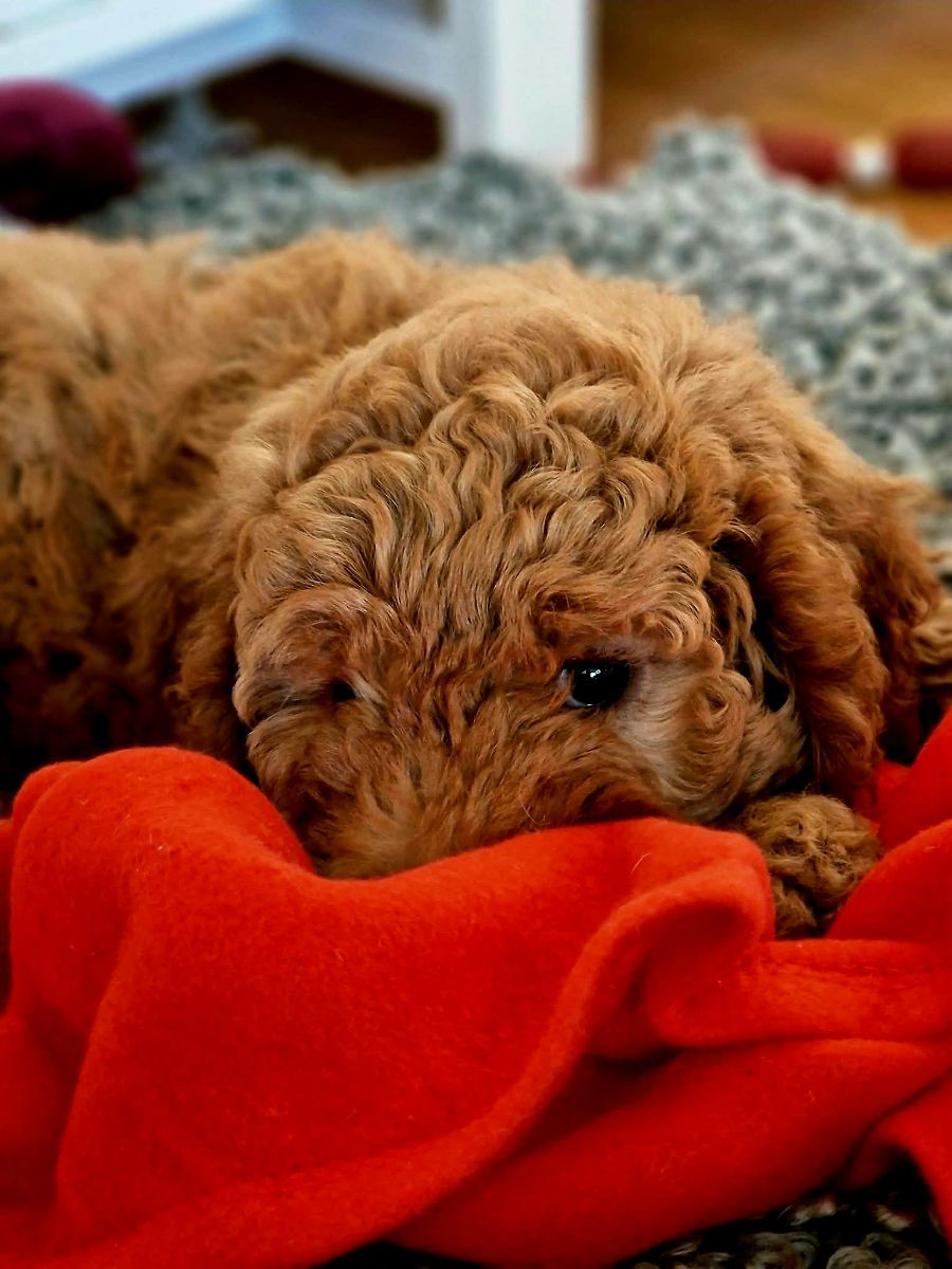 Truffelnose