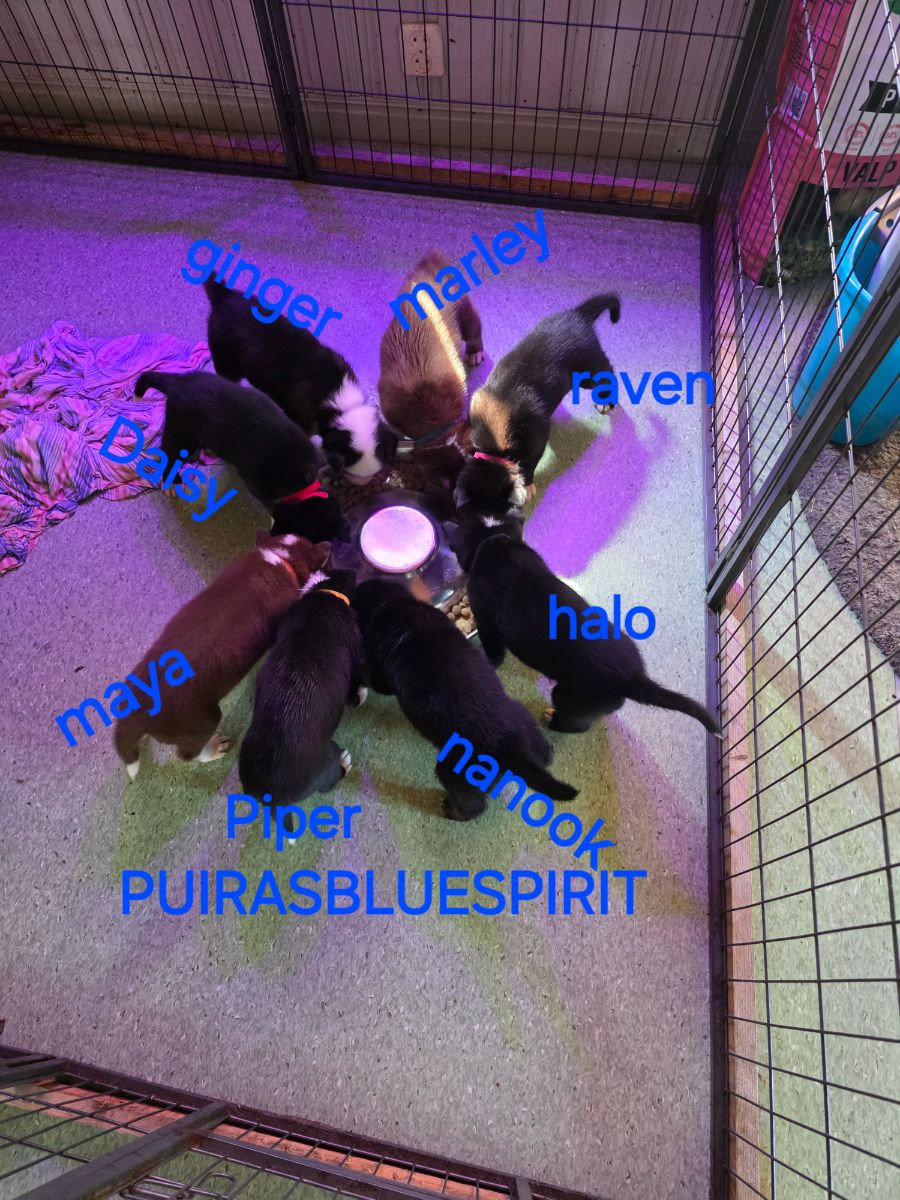 Puirasbluespirit