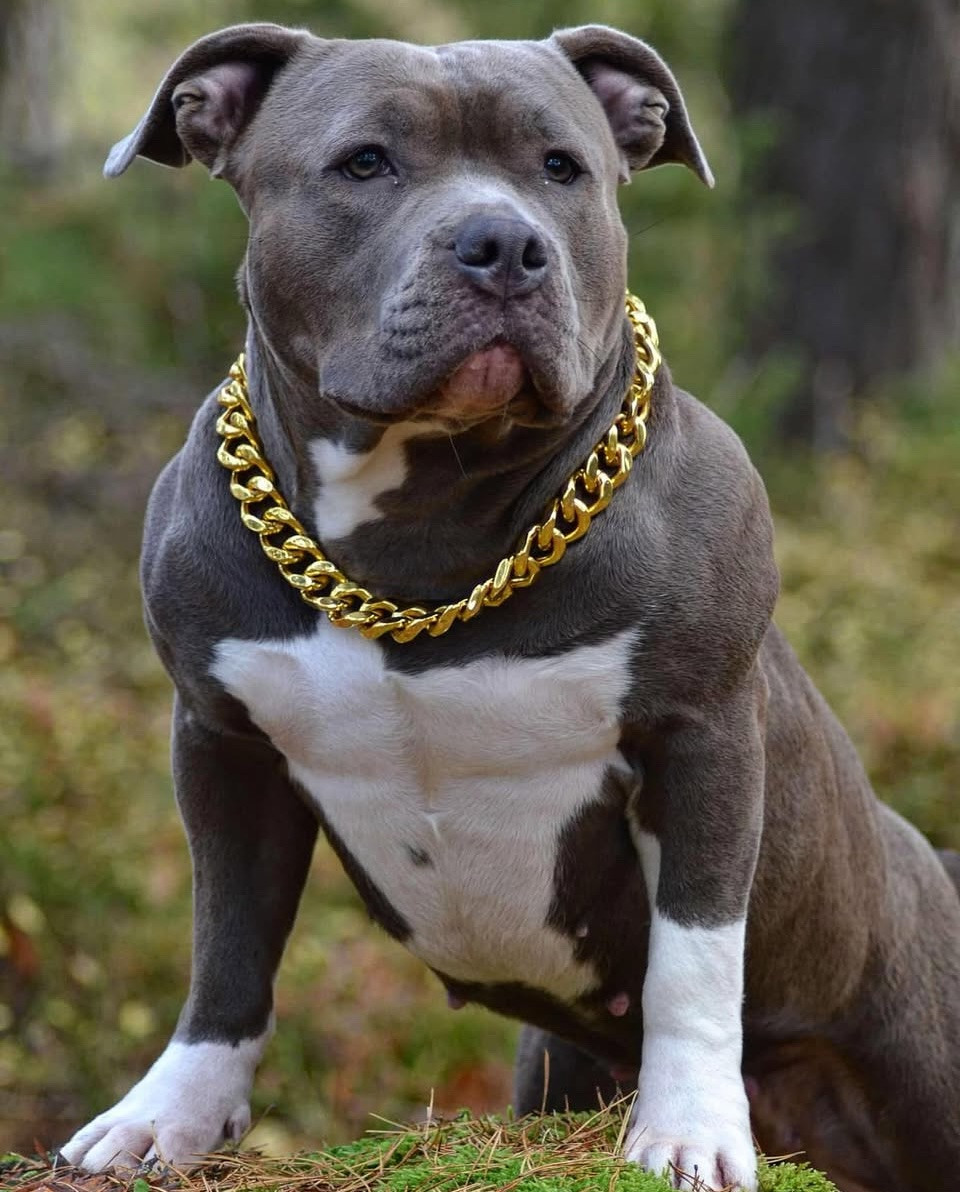 American Bully · 2026-01-14 · Karlstad · Zusanna D.