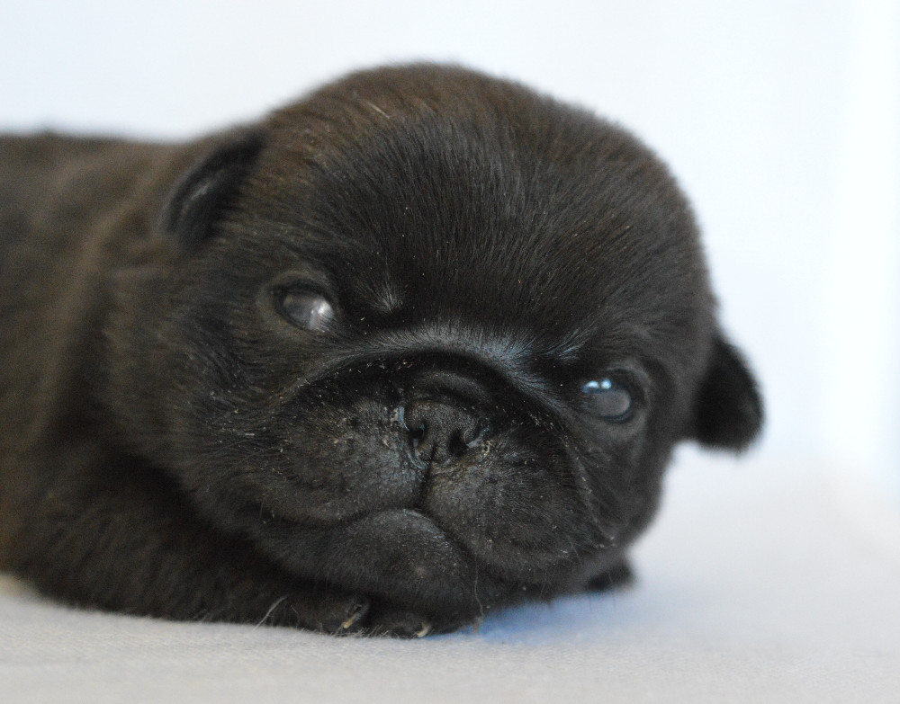 Amlove's Pugs