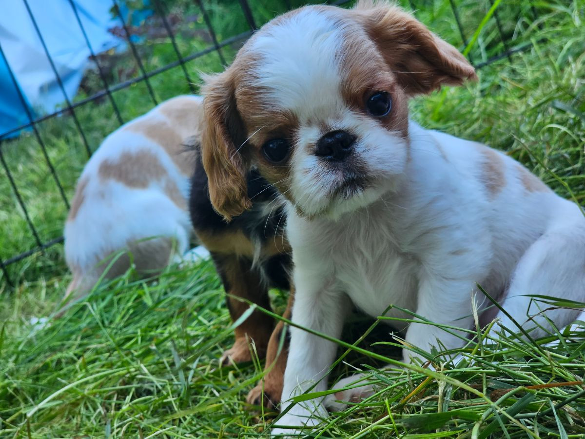 King Charles Spaniel