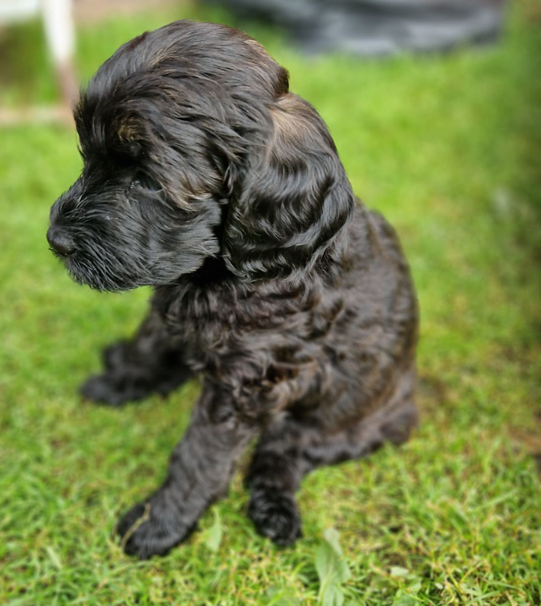 Dalkullas labradoodle