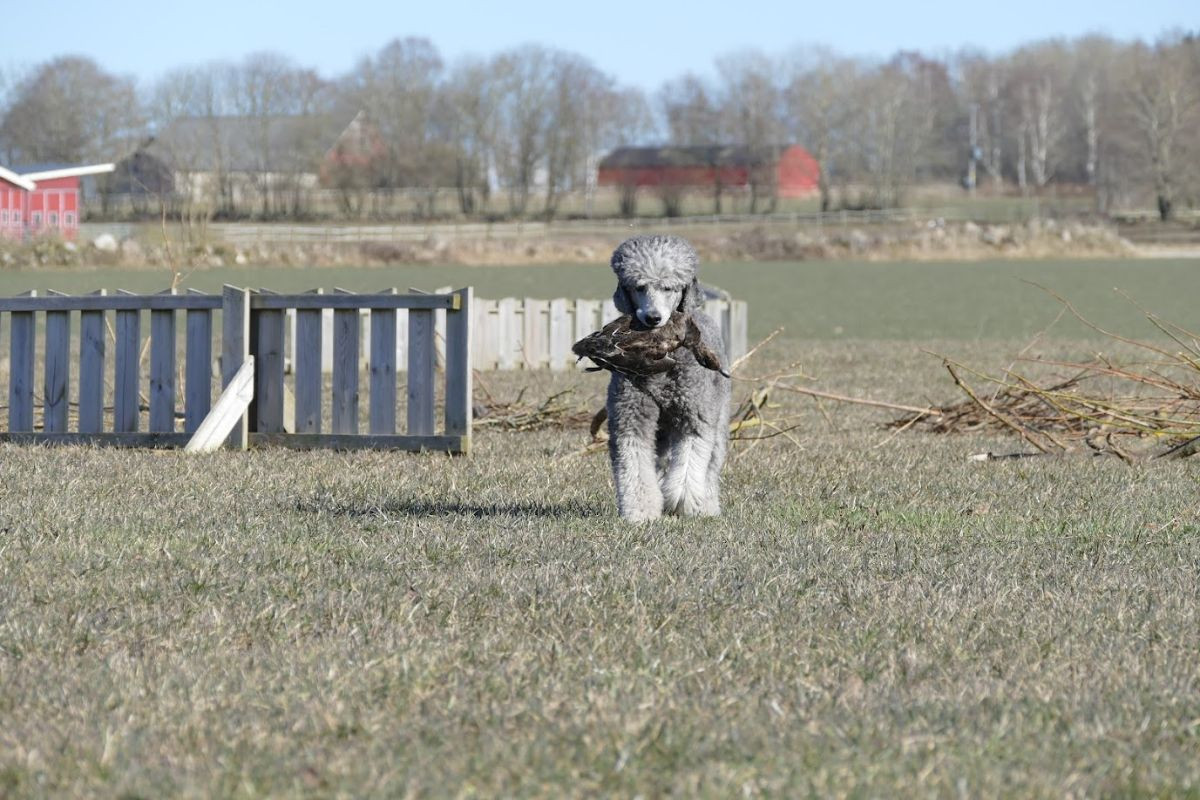 Kärråkras