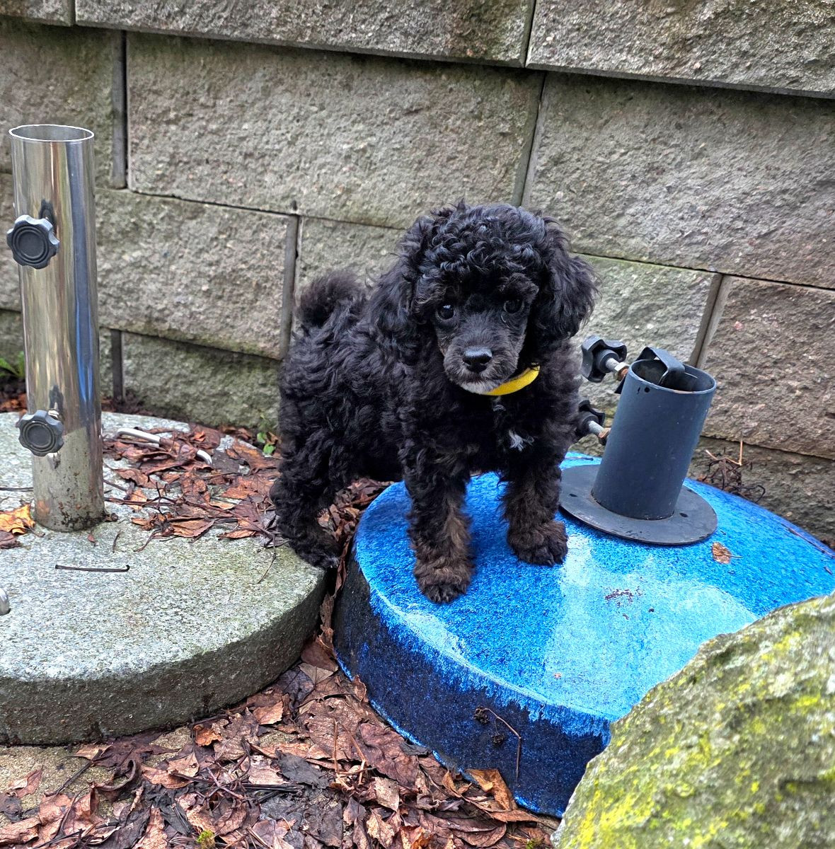Miniature Poodle · 2025-10-22 · Kungsör · Monmo Line's