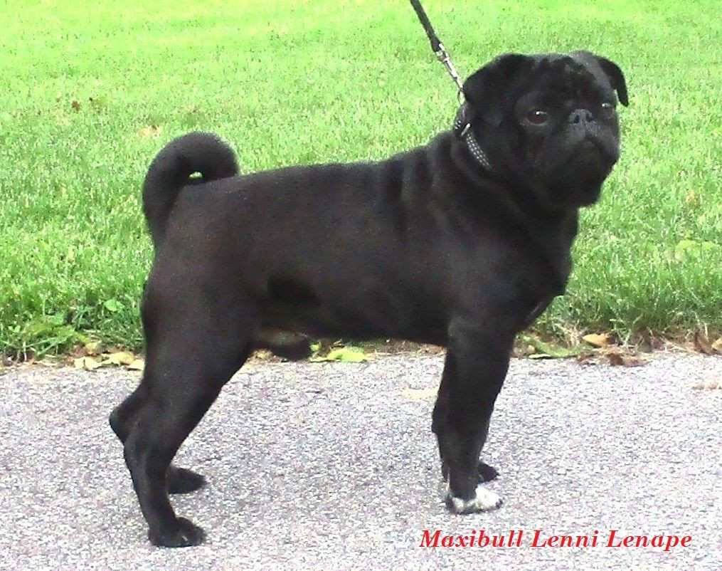 Maxibull