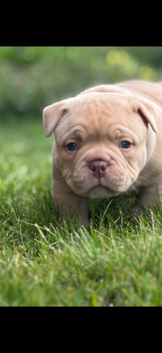 American bully