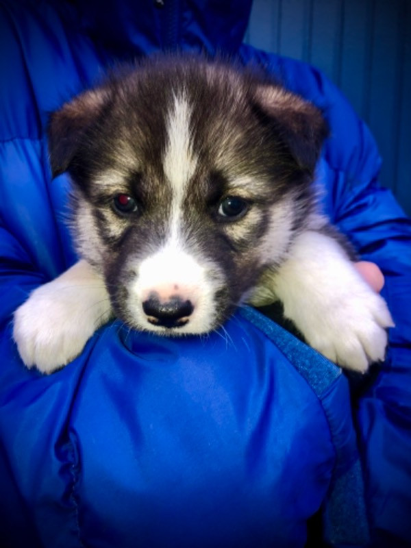 Siberian husky