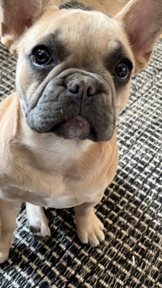 French Bulldog