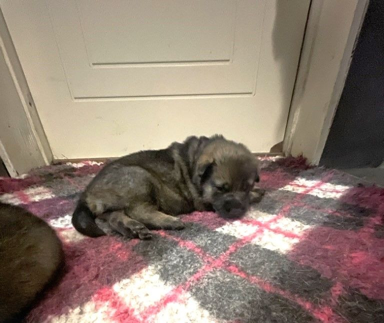 Kennel Snibor Anzi