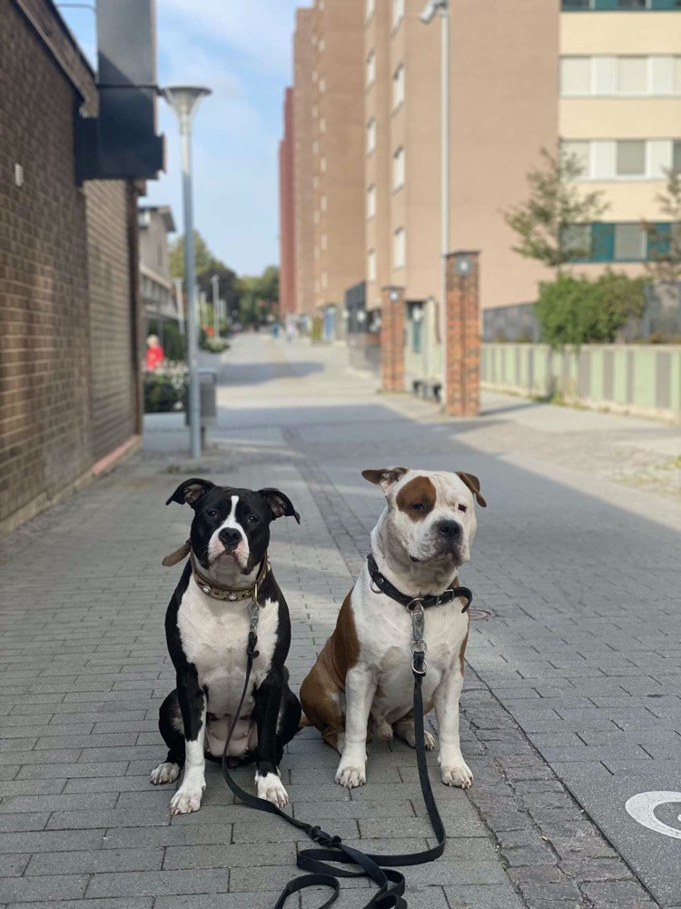 Patrick Nielsen Amstaff