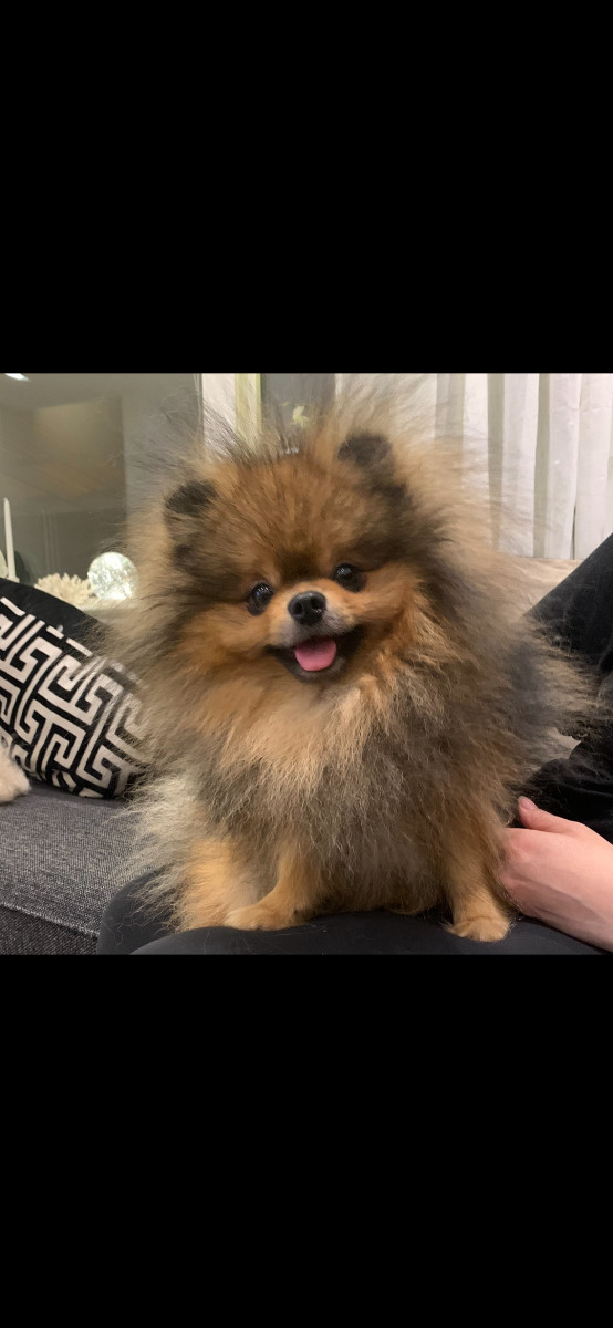Pomeranian