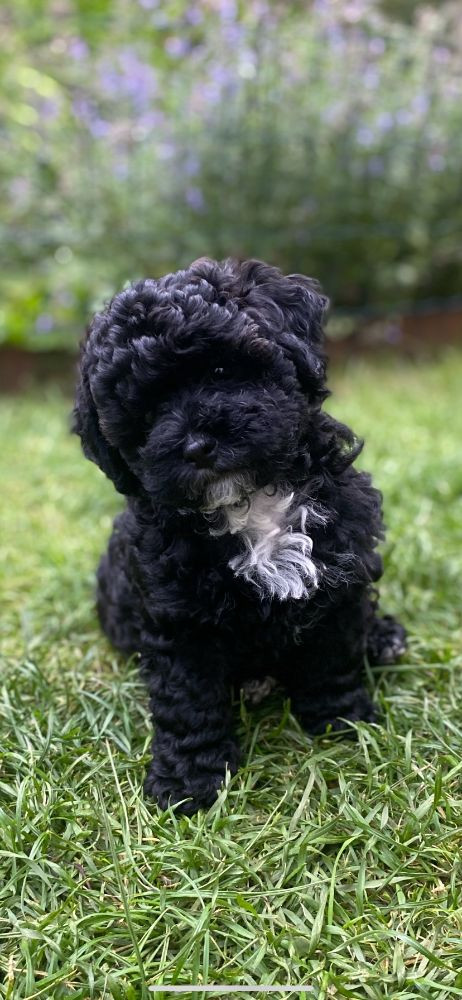 Shihpoo pudel valp