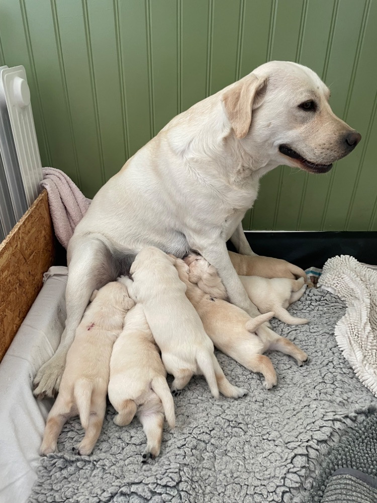 Labtrackdogx