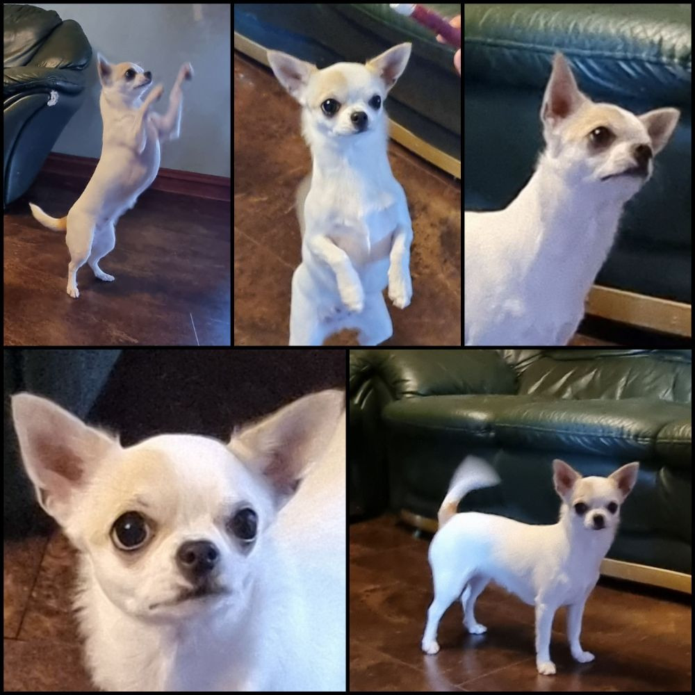 Chihuahua