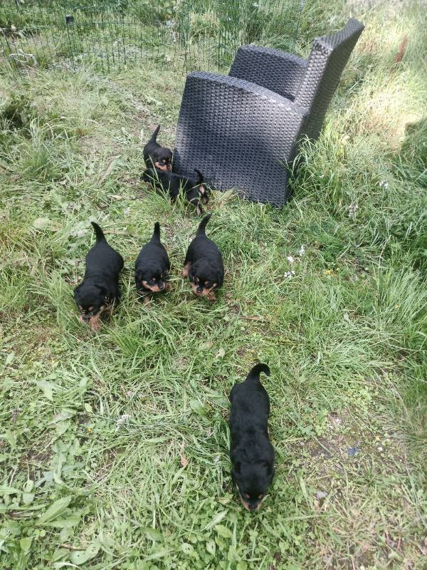 Rottweiler