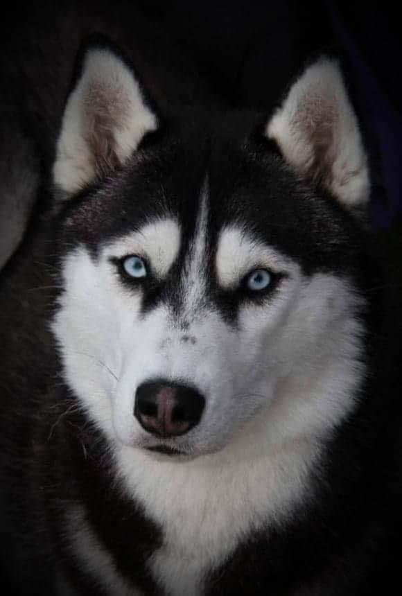 Magical Spirit's kennel