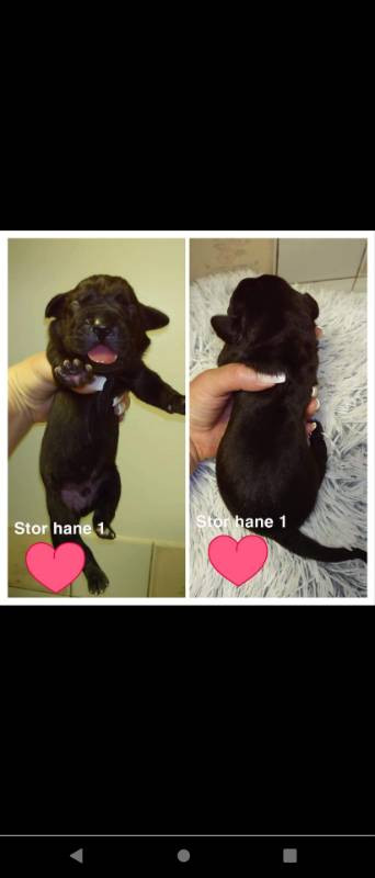 little angels paws