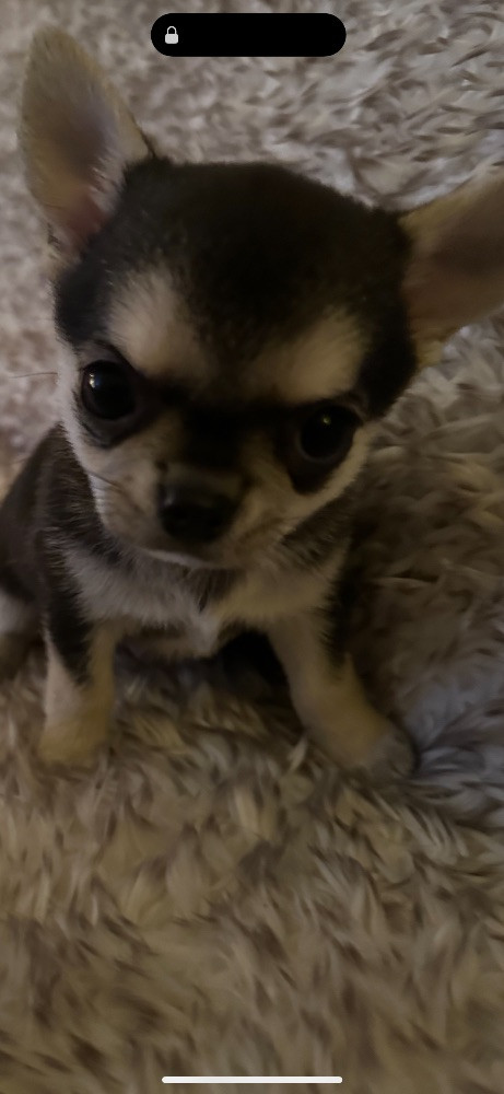 Mini chipette