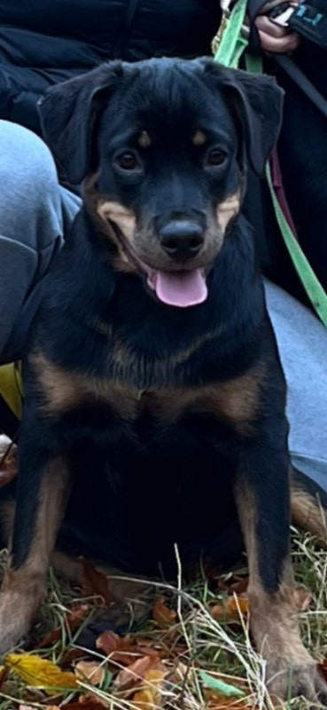 Black magnificents kennel
