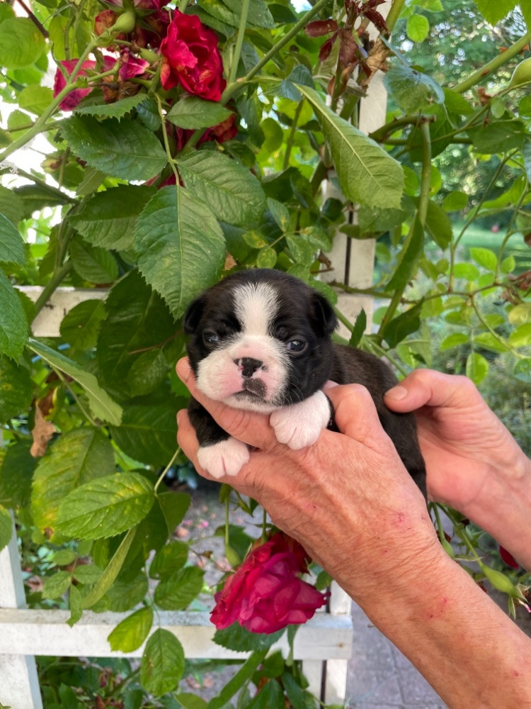 Bostonterrier