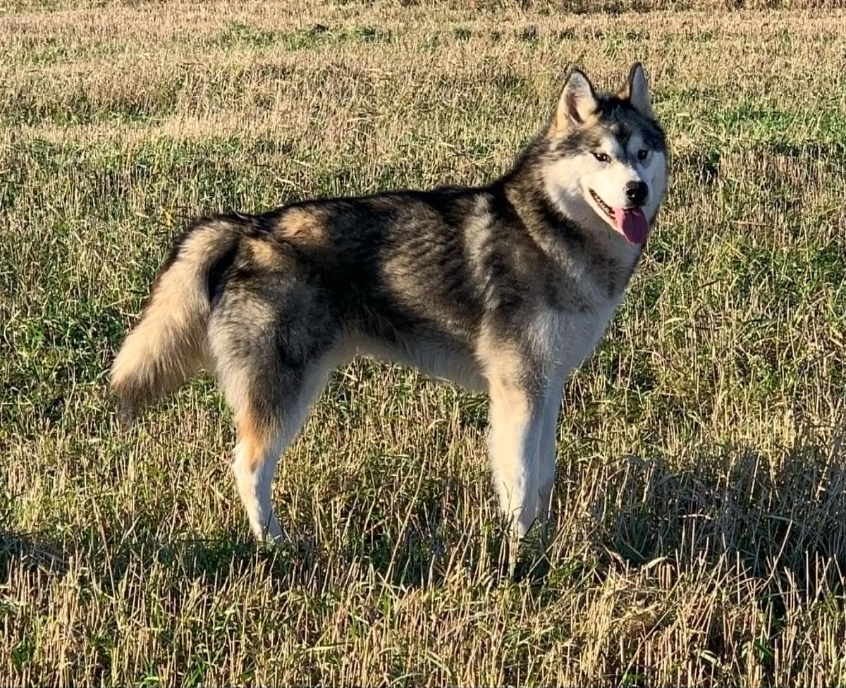 Shannuq's kennel