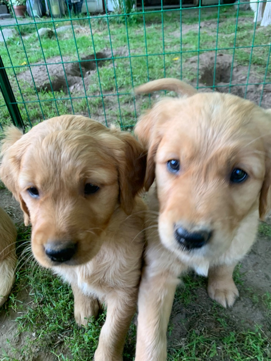 Golden retriever