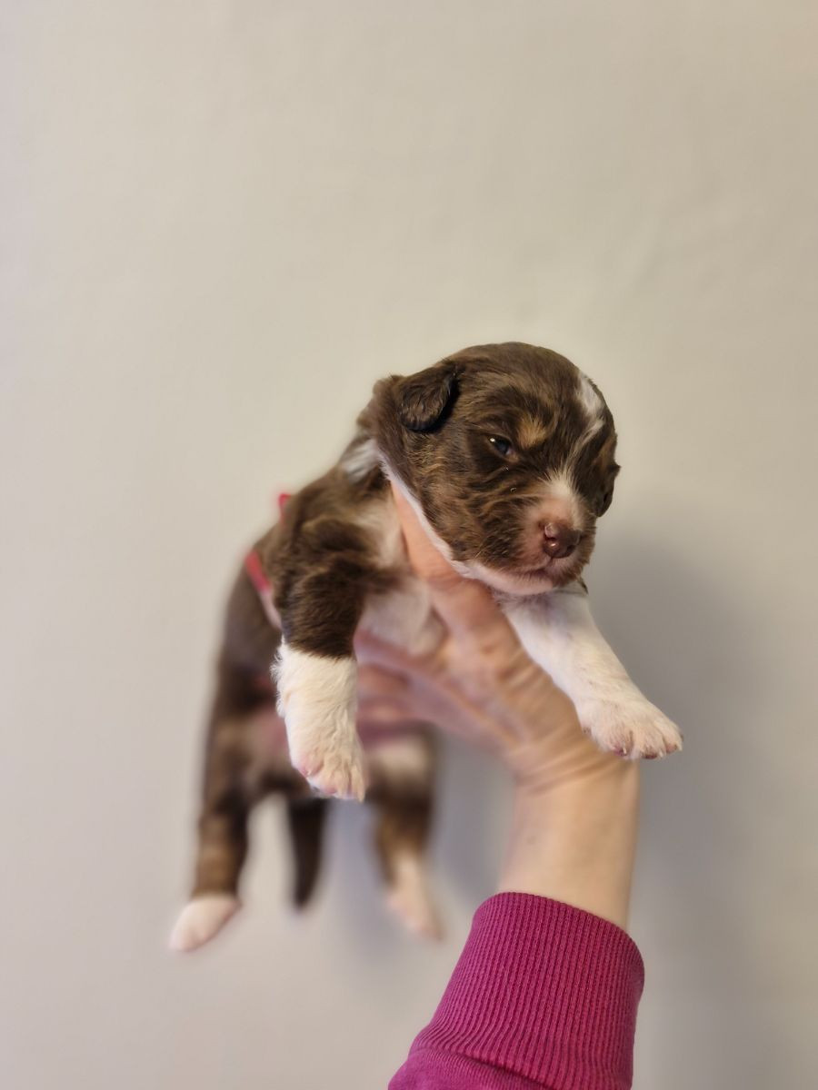 Miniature American Shepherd