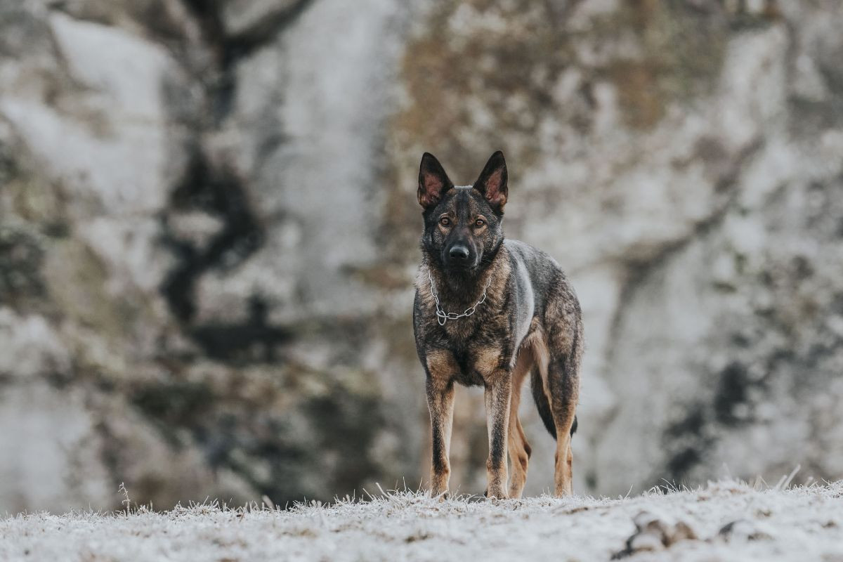 German Shepherd Dog