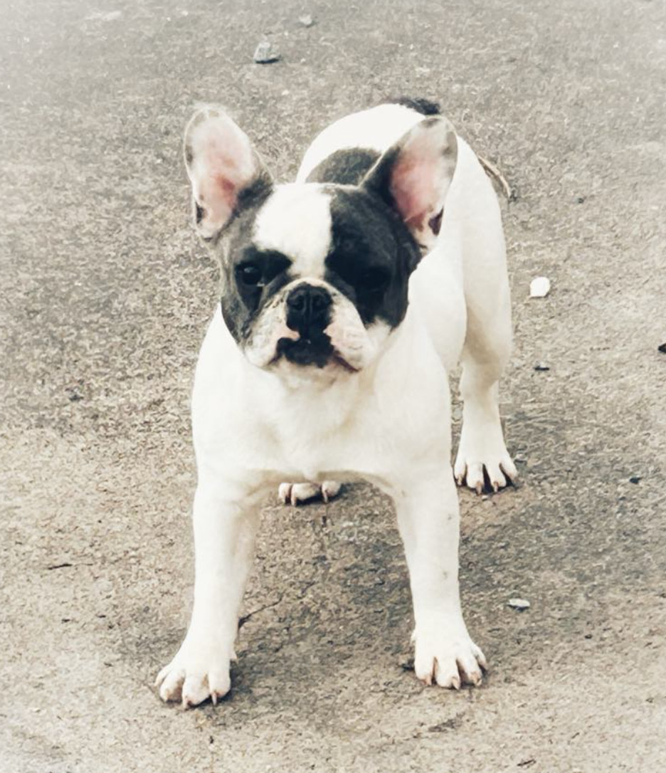 Fransk bulldog